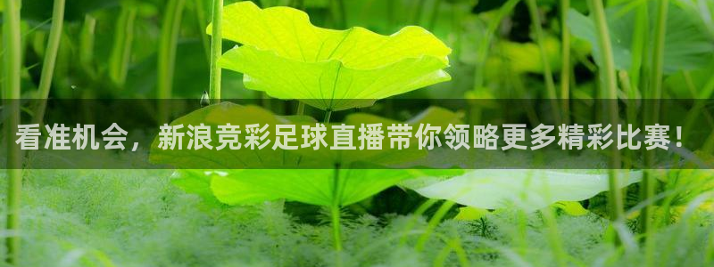 五星体育频道在线直播观看：看准机会，新浪竞彩足球直播带你领略更多精彩比赛！